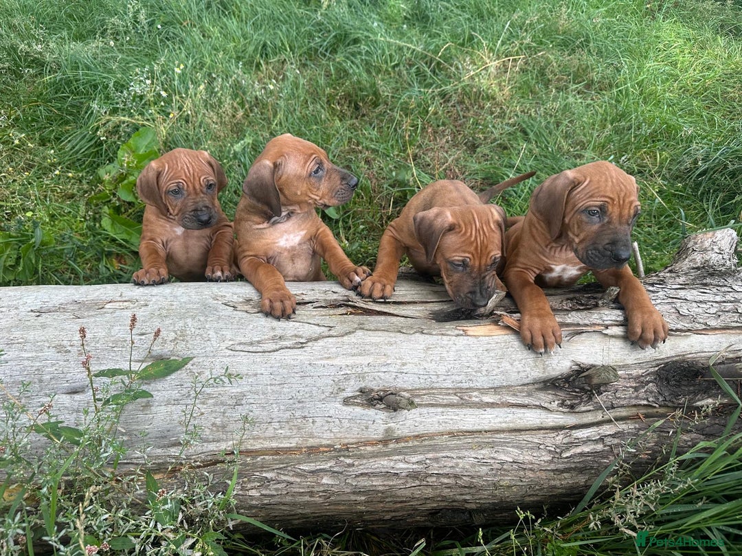 Rhodesian Ridgeback dogs for sale: Exquisite litter Rhodesian Ridgebacks - Image 18
