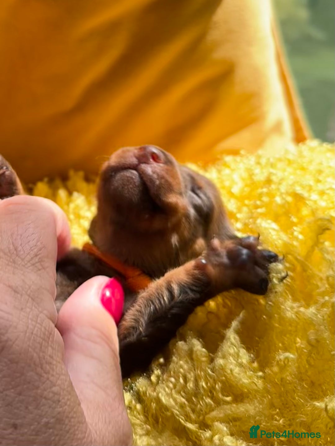 Miniature Dachshund dogs for sale: Miniature Dachshund stunning puppies  - Image 23