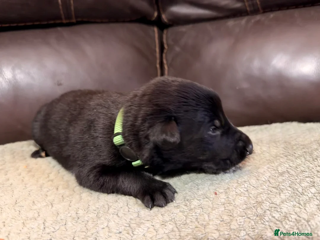 Mixed Breed dogs for sale: German shepherd x border collie (Shollie) - Advert 9