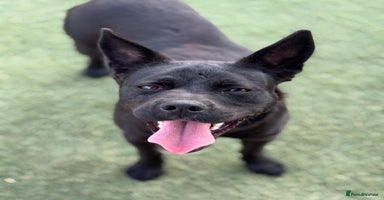 Mixed Breed dogs - Advert 7