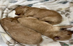 Maltipoo dogs for sale: F1 Beautiful Maltipool Puppies - Advert 36