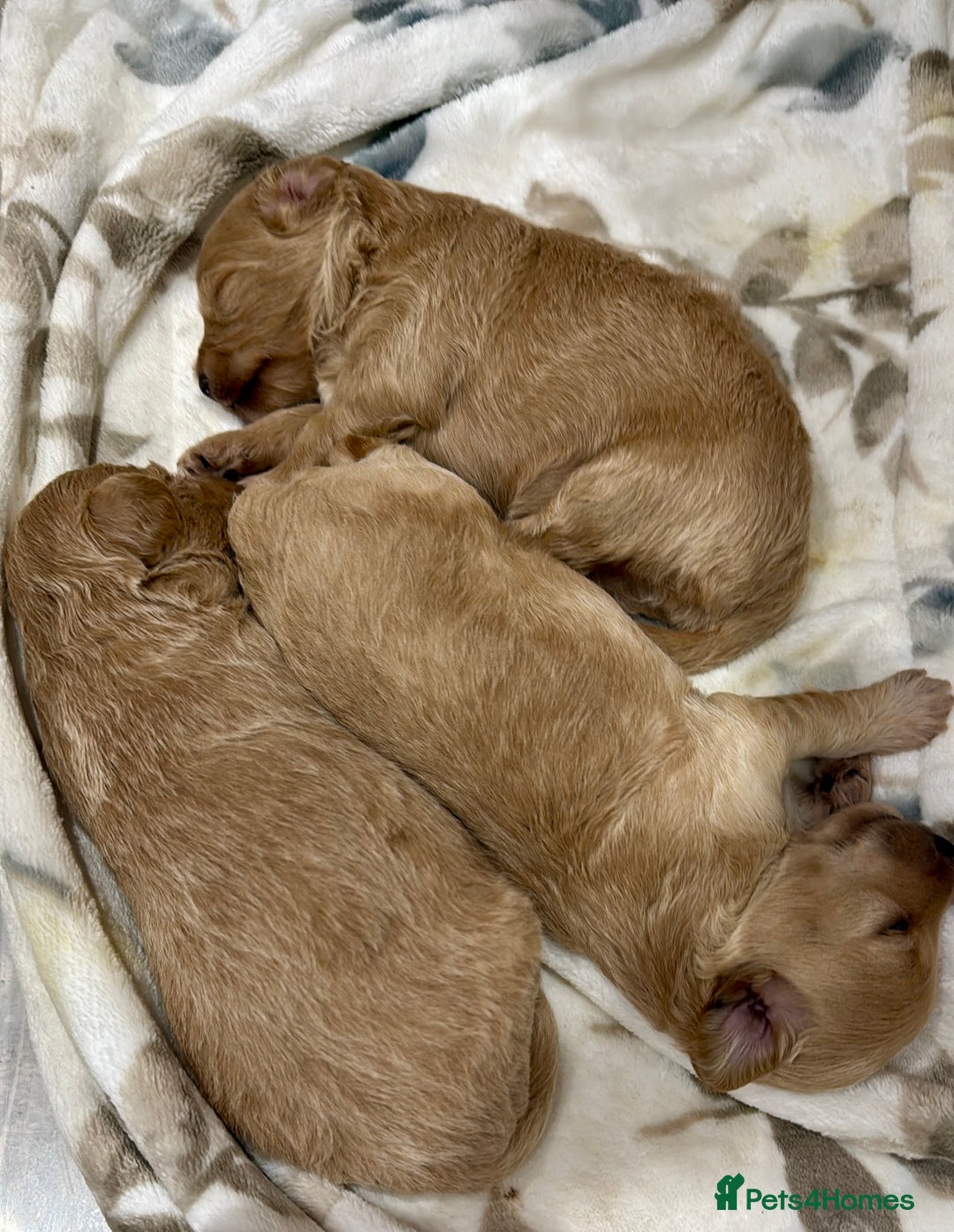 Maltipoo dogs for sale: F1 Beautiful Maltipool Puppies - Advert 36