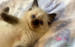 Ragdoll cats for sale: Pure Ragdoll Kittens - Image 5