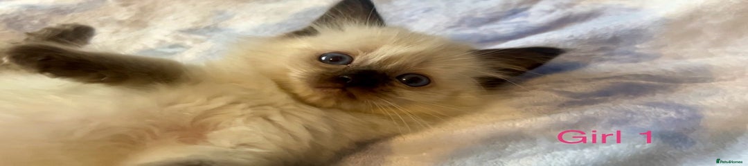 Ragdoll Kitten 4