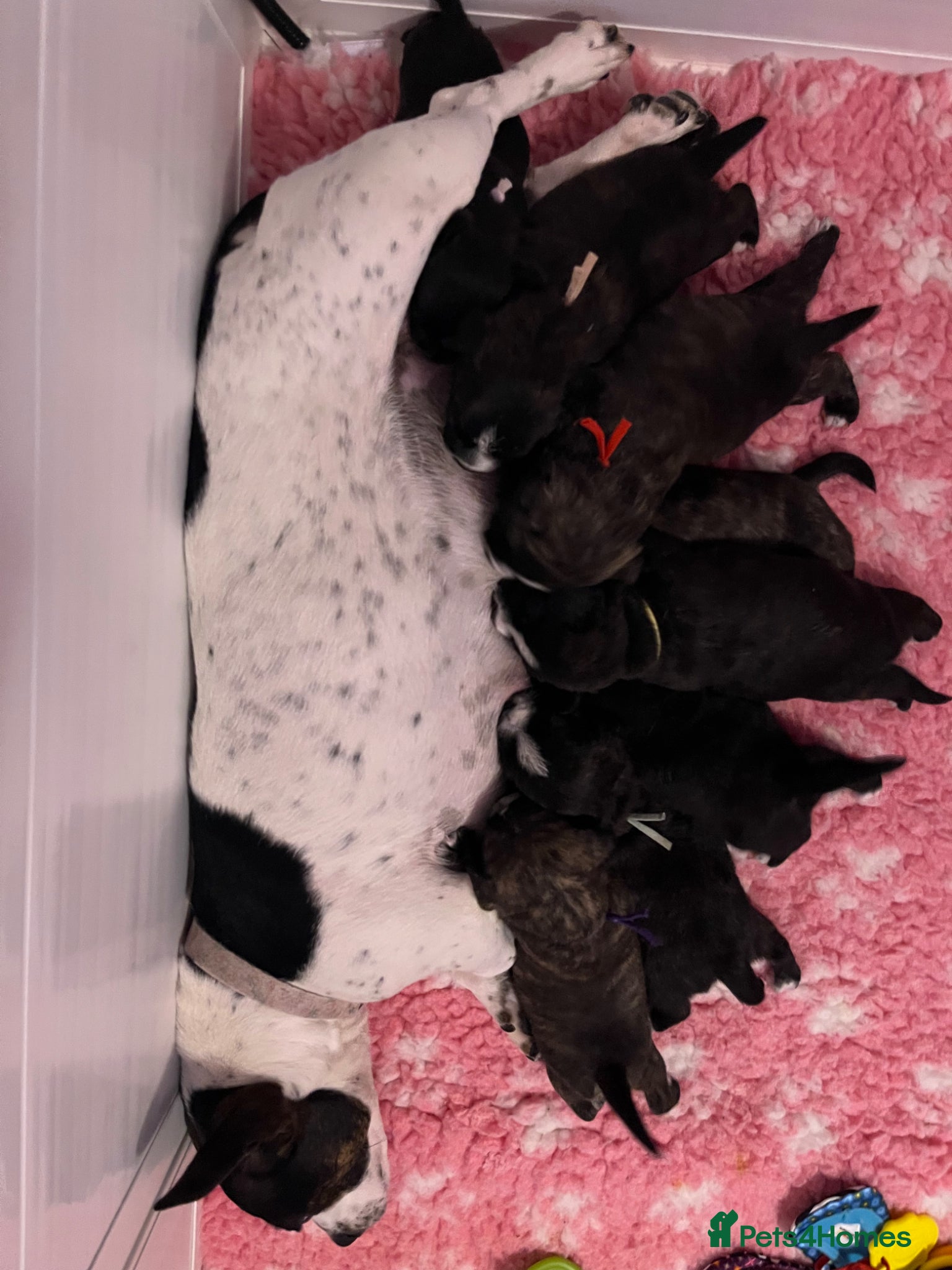 Mixed Breed dogs Jack highland terrier puppies - Advert 10