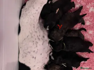 Mixed Breed dogs Jack highland terrier puppies - Advert 6