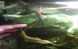 Gecko reptiles for sale: Mourning Gecko hatchlings. - Image 7