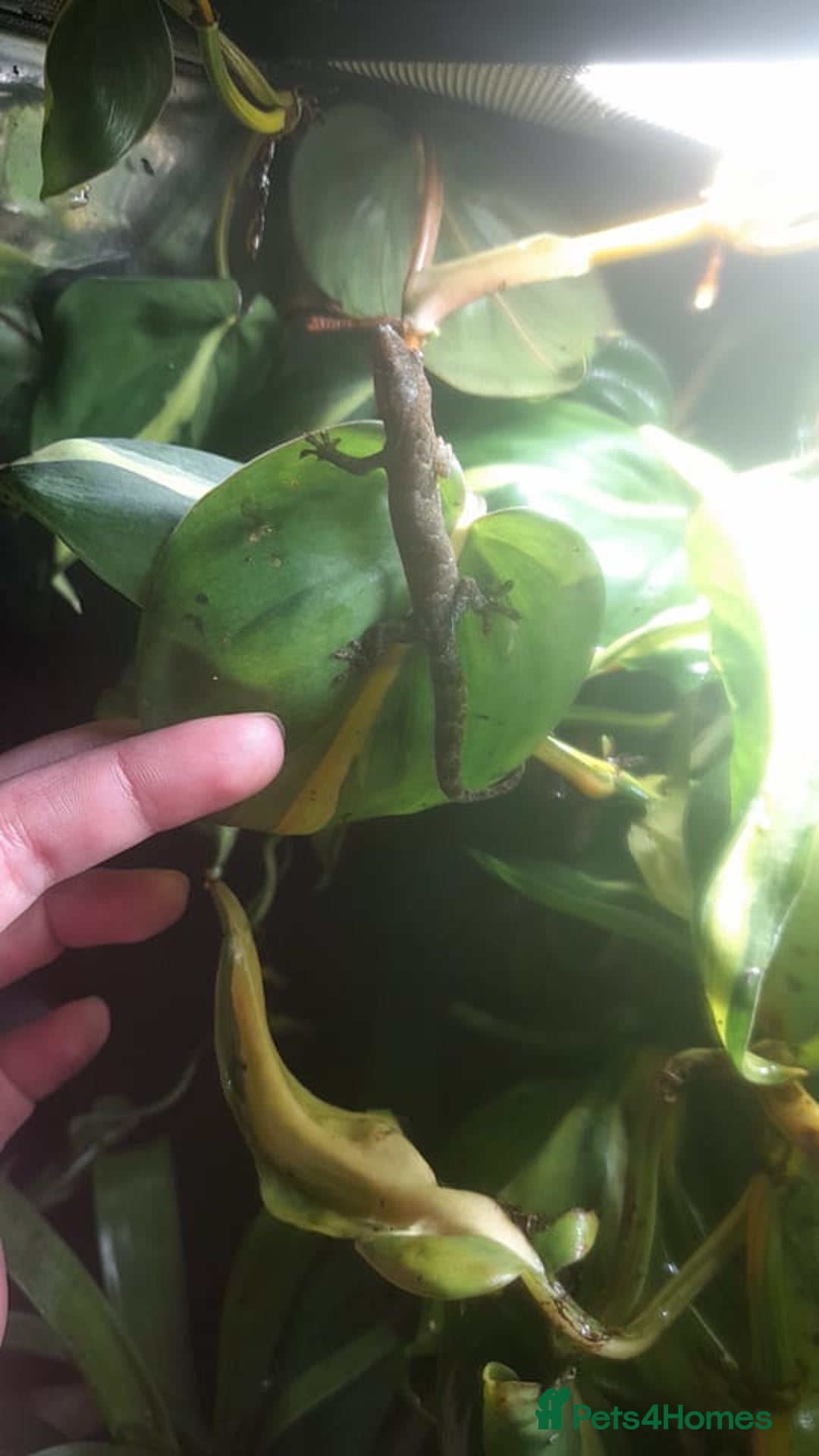 Gecko reptiles for sale: Mourning Gecko hatchlings. - Image 7