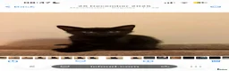 British Longhair cats for sale: 11 month old kitten & 5 month old kitten  - Advert 3