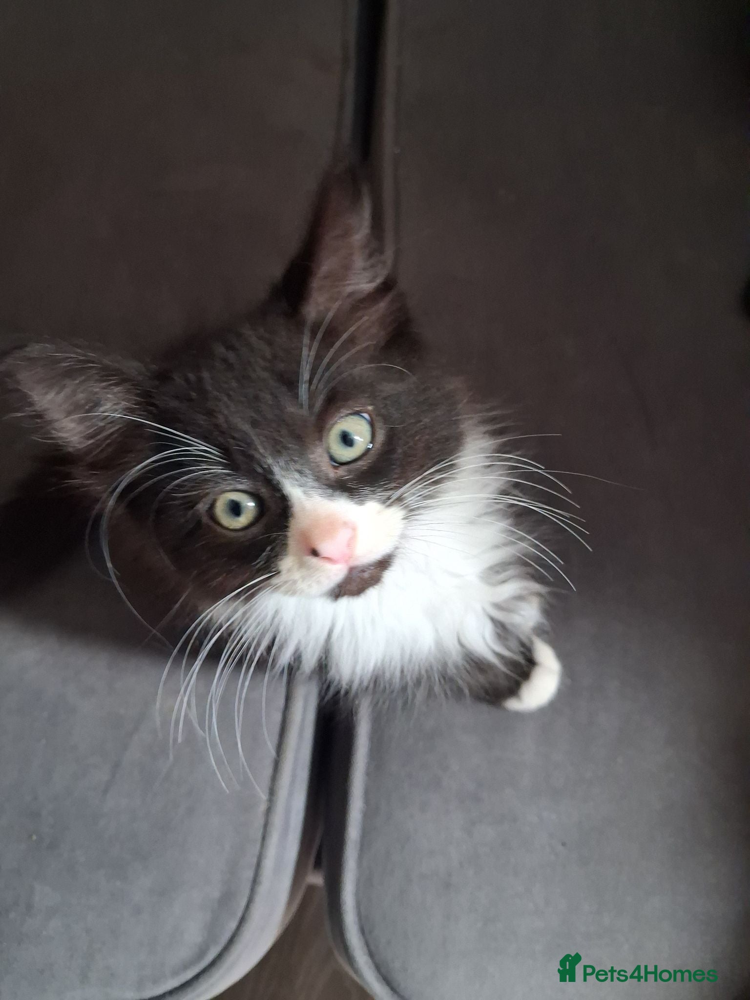 Mixed Breed cats Beautiful mixed kittens  - Advert 1