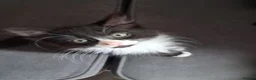 Mixed Breed cats for sale: Beautiful mixed kittens  - Advert 5