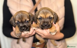 Mixed Breed dogs for sale: Border Terrier x Beagles  - Image 5