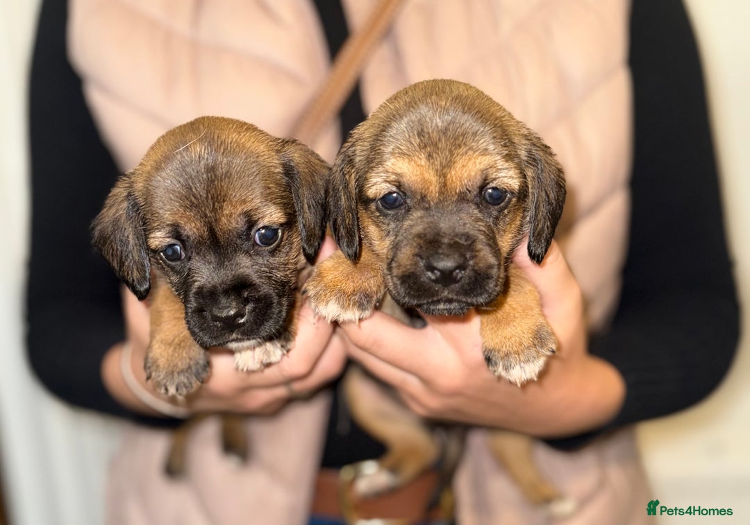 Mixed Breed dogs for sale: Border Terrier x Beagles  - Image 5