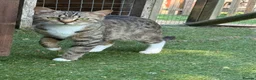Mixed Breed cats for sale: Adult mixed breed  - Advert 3