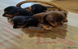 Miniature Dachshund dogs for sale: REDUCED. KC:reg Two Boys Smooth  - Image 20
