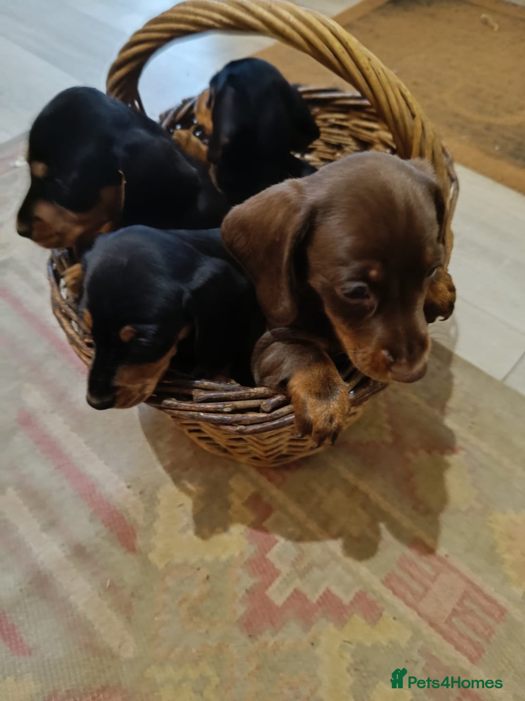 Miniature Dachshund dogs for sale: REDUCED. KC:reg Two Boys Smooth  - Image 20