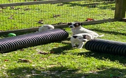 Jack Russell dogs for sale: 3 Lovely jack Russel girls - Image 17