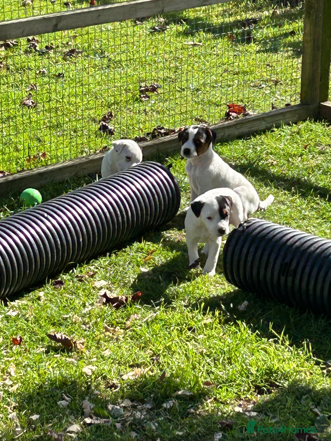 Jack Russell dogs for sale: 3 Lovely jack Russel girls - Image 17