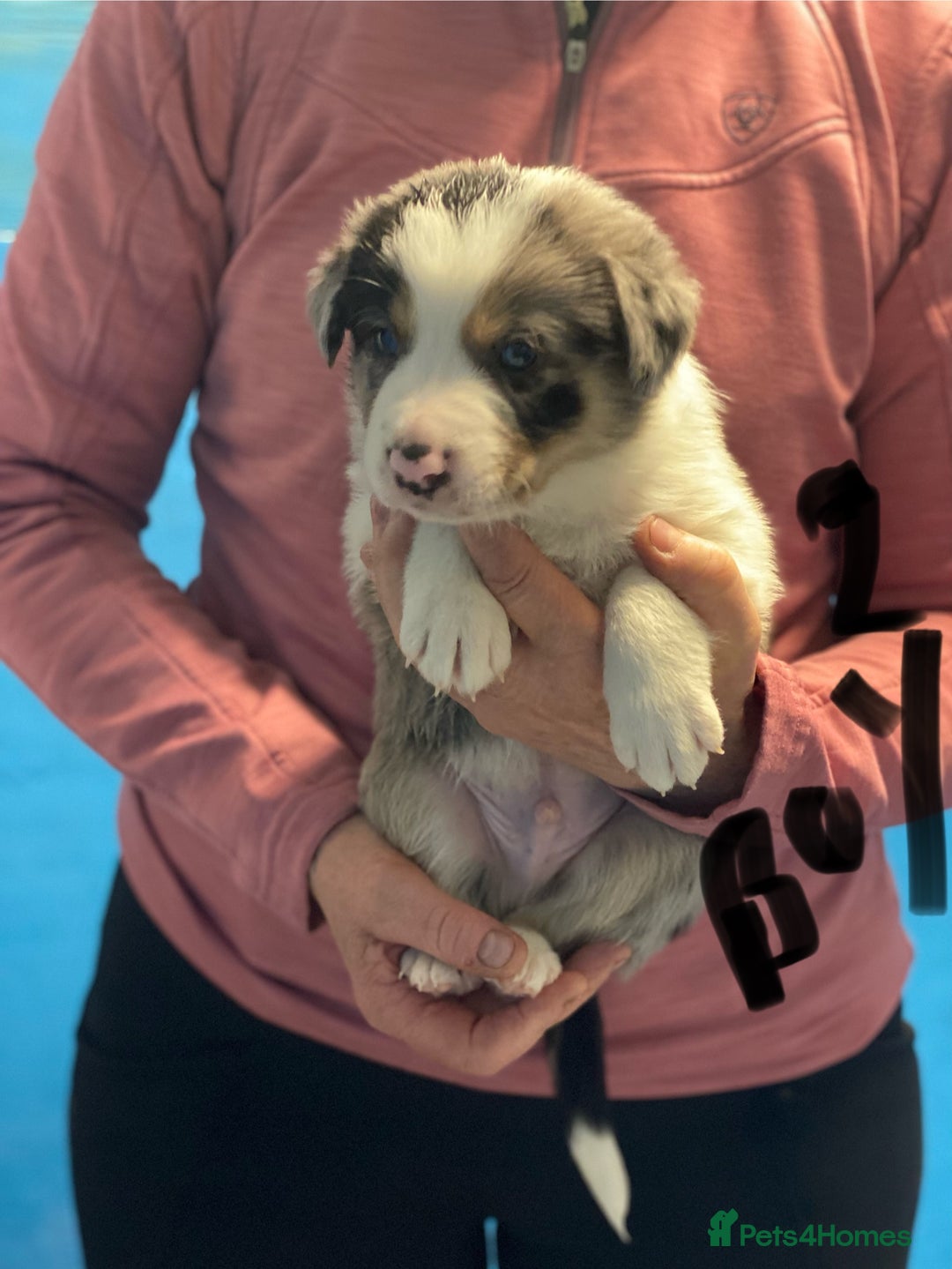 Border Collie dogs for sale: Pure border collie puppies - Advert 3