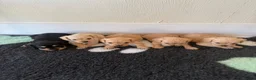 Mixed Breed dogs for sale: Miniature schnauzer cross King Charles cavalier  - Advert 4