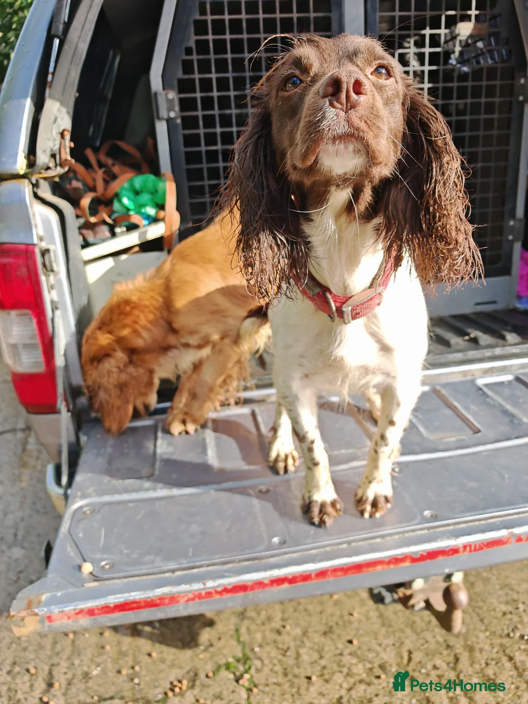 Sprocker dogs for sale: Sprockets Due This Week - Advert 12