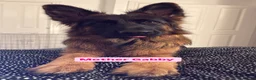 German Shepherd dogs for sale: Pedigree German Shepherd Puppies - Advert 2