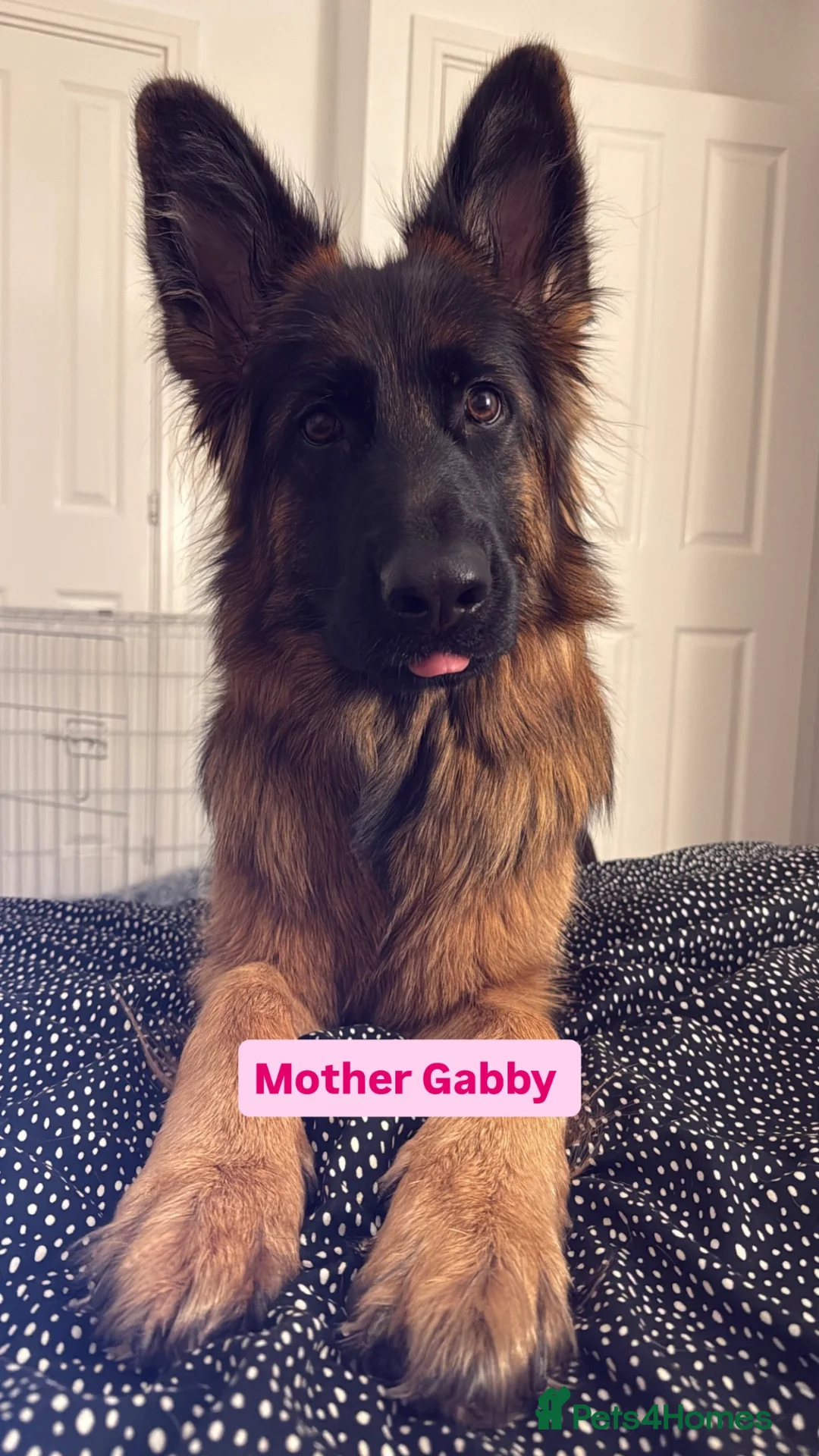 German Shepherd dogs for sale: Pedigree German Shepherd Puppies - Advert 2