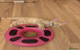 Bengal cats for sale: Bengal Kittens Purebred with Champion Lines  - Image 5