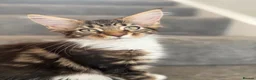 Maine Coon cats for sale: Stunning Maine Coon Kittens looking for 5⭐️ homes - Advert 9