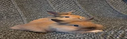 Lionhead rabbits for sale: Very tame 8wk girls 🩷🩷lion head baby bunnies  - Advert 11