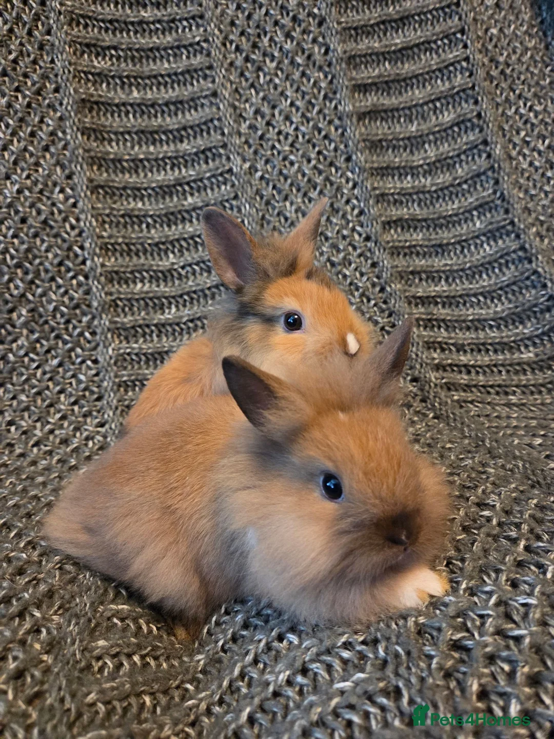 Lionhead rabbits for sale: Very tame 8wk girls 🩷🩷lion head baby bunnies  - Advert 11