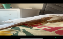 Bearded Dragon reptiles for sale: Beautiful Bearded Dragon - Image 3