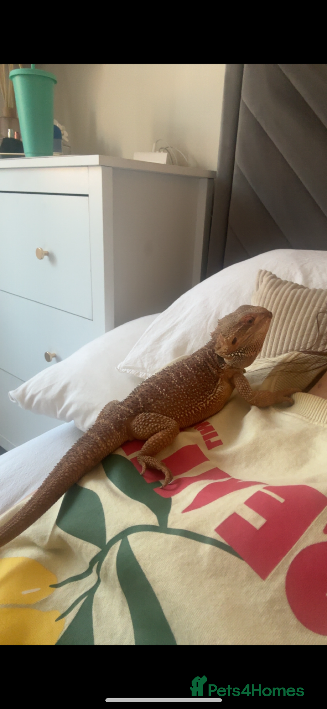 Bearded Dragon reptiles for sale: Beautiful Bearded Dragon - Image 3