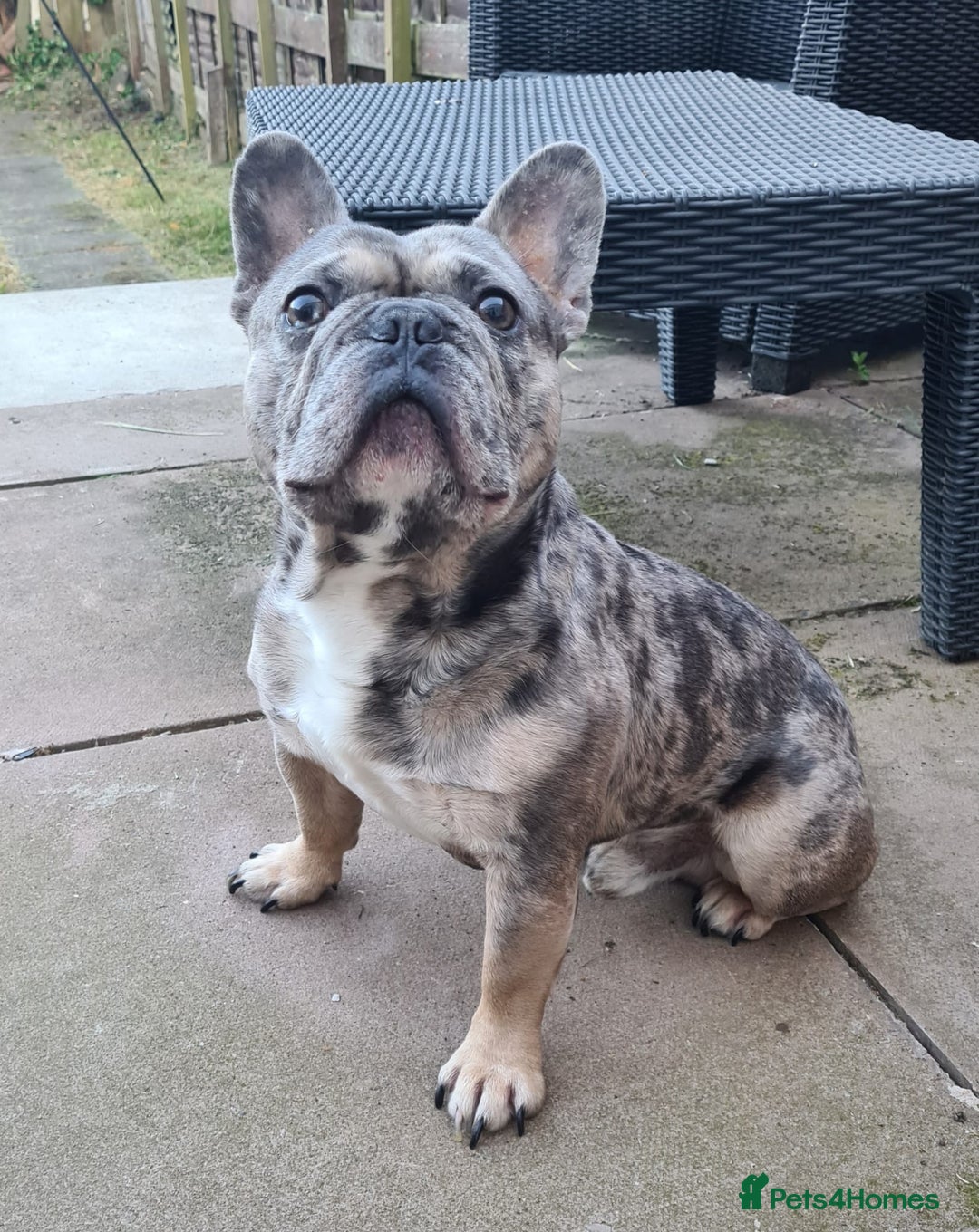 White Lilac Male French Bulldog White French Bulldog Puppy Bulldog