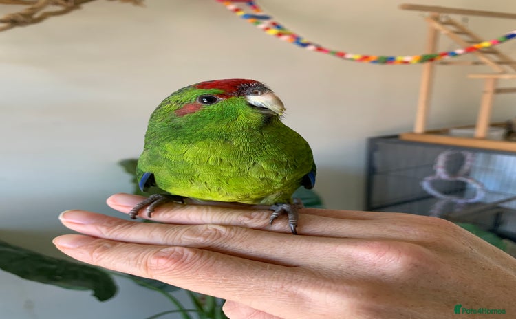 Parakeets birds - Advert 1
