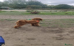 Toy Poodle dogs for sale: Red Toy poodle 7month Kc - Image 3