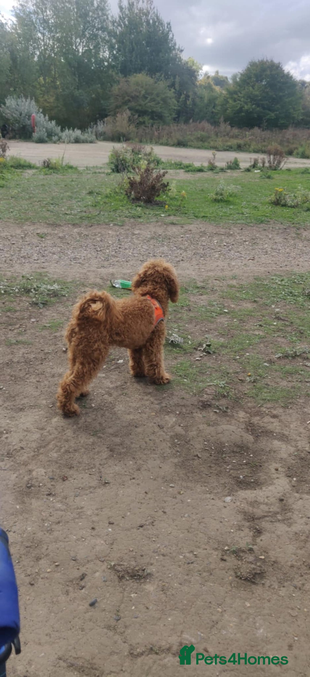 Toy Poodle dogs for sale: Red Toy poodle 7month Kc - Image 3