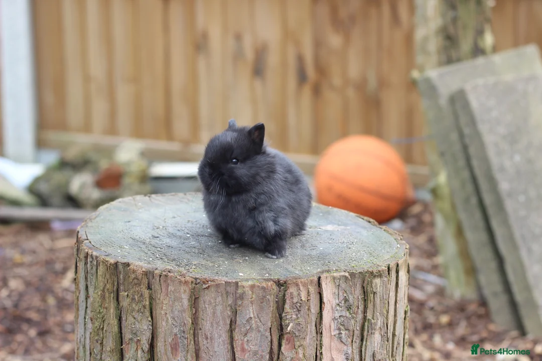 Netherland Dwarf rabbits for sale: Beautiful Netherland Dwarf Baby Rabbits  - Advert 7
