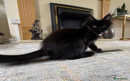 Maine Coon cats for sale: Reduced due to holiday! GCCF Reg Maine Coons - Image 3