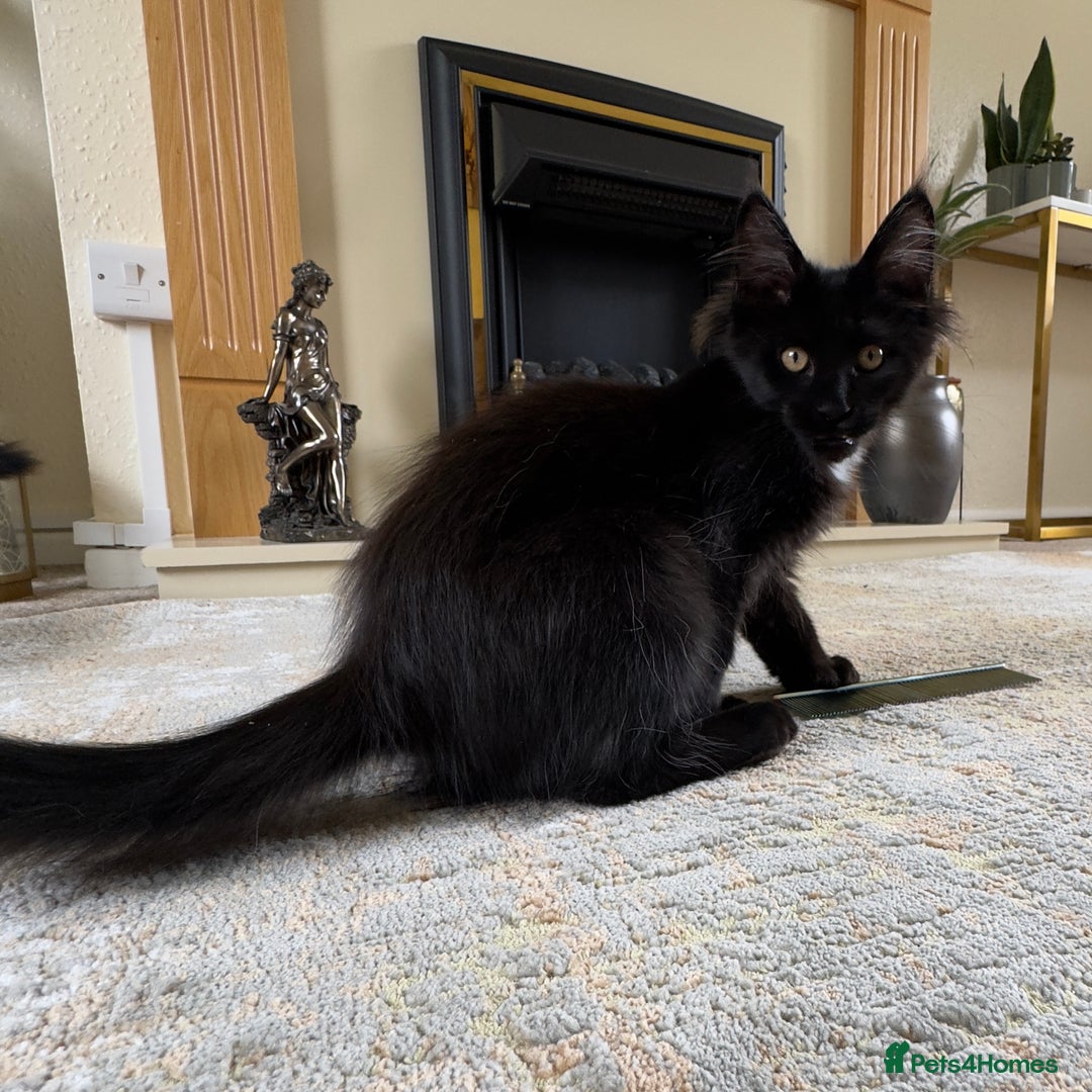 Maine Coon cats for sale: Reduced due to holiday! GCCF Reg Maine Coons - Image 3