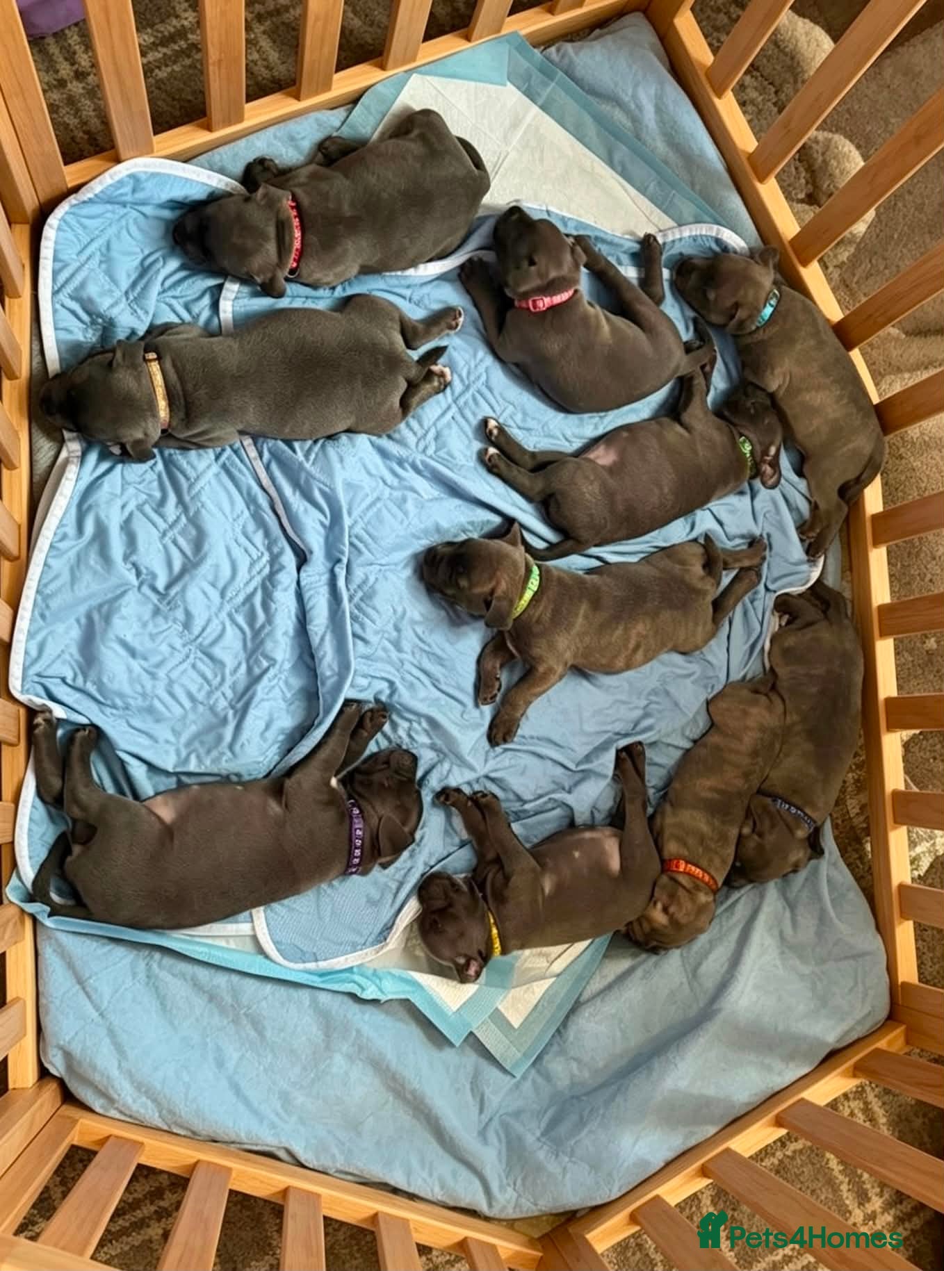 Staffordshire Bull Terrier dogs Adorable KC registered blue staffy puppies  - Advert 1