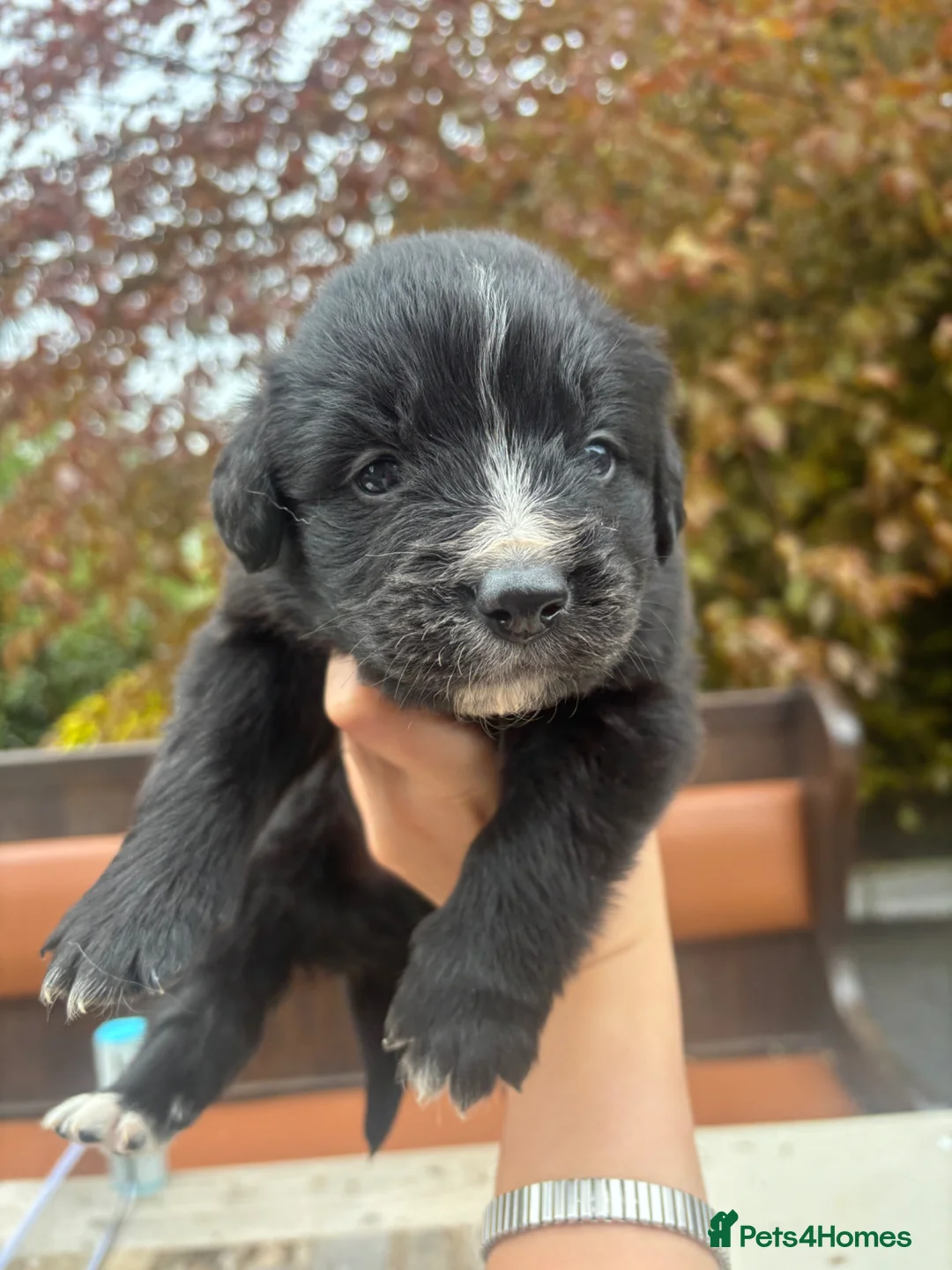 Mixed Breed dogs for sale: Bernese mountain dog x golden retriever pups - Advert 1