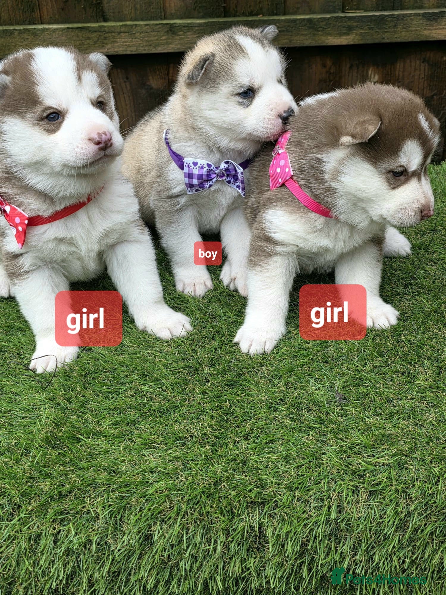 Siberian Husky dogs Siberian husky puppies  - Advert 17