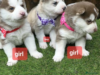 Siberian Husky dogs Siberian husky puppies - Advert 8