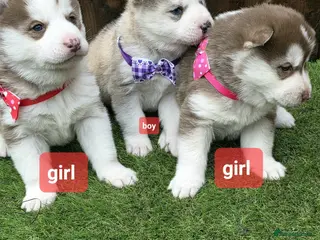 Siberian Husky dogs Siberian husky puppies - Advert 9