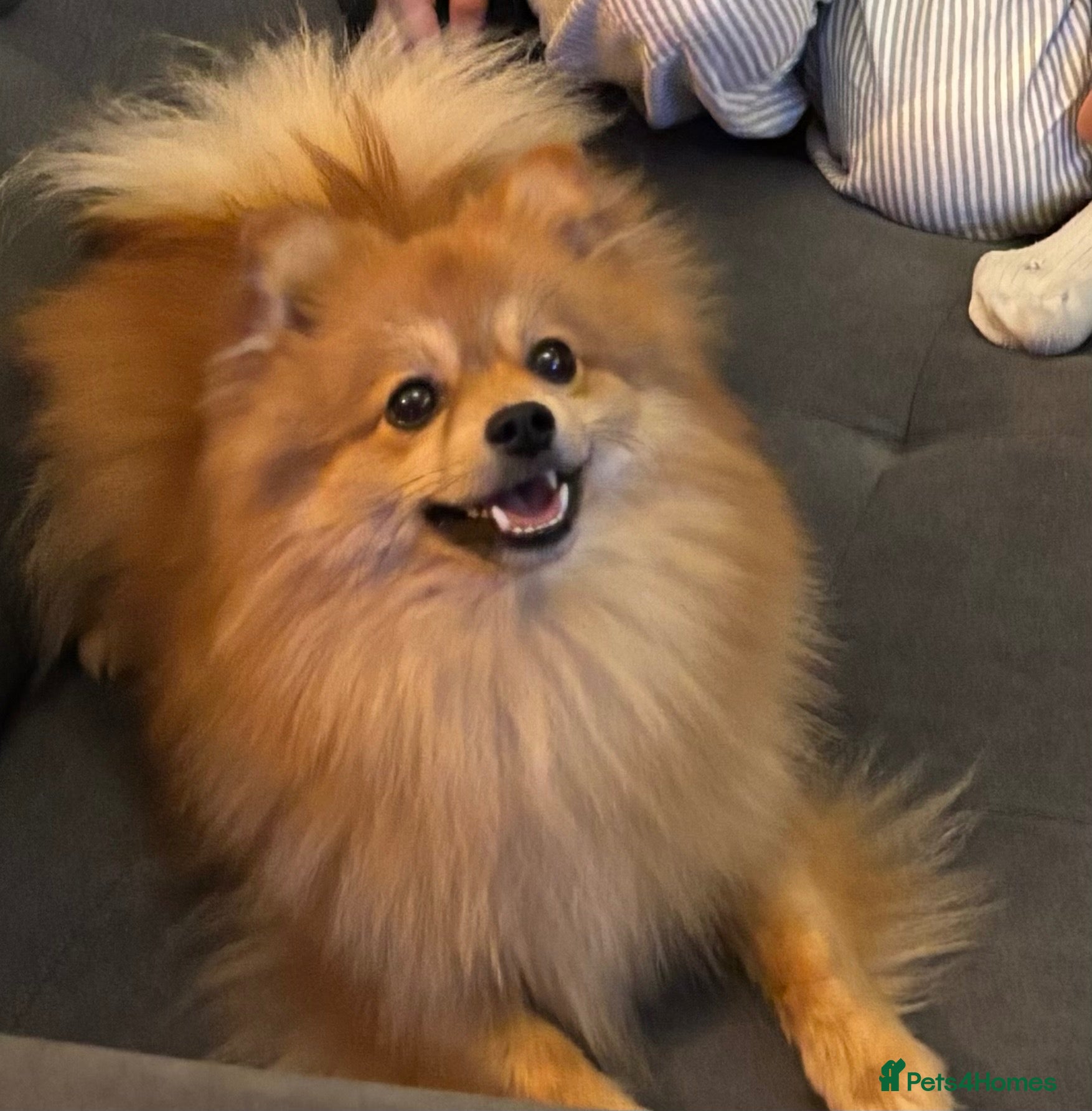 Pomeranian dogs 2-year-old Pomeranian looking for a new home - Advert 1