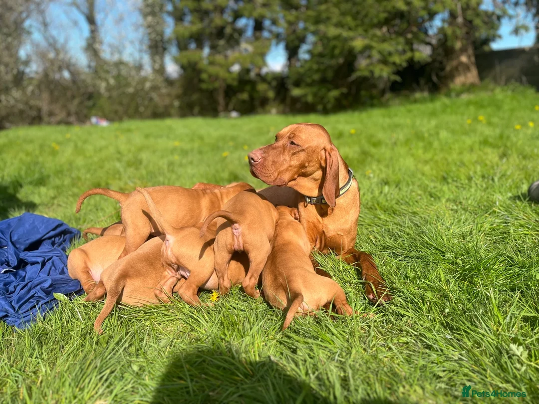 Hungarian Vizsla dogs for sale: 🐾 Beautiful Hungarian Vizsla Puppies For Sale 🐾 - Advert 1
