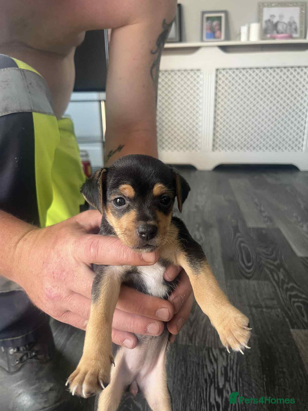 Jack Russell dogs for sale: Beautiful litter of Jack Russell pups - Image 28