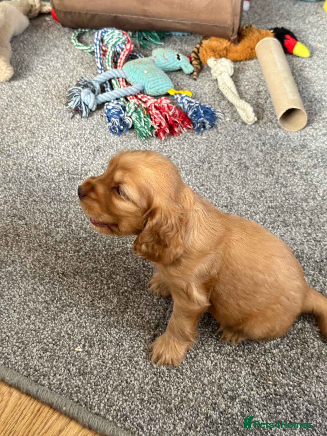 Cocker Spaniel dogs for sale: Handsome boys - Image 28