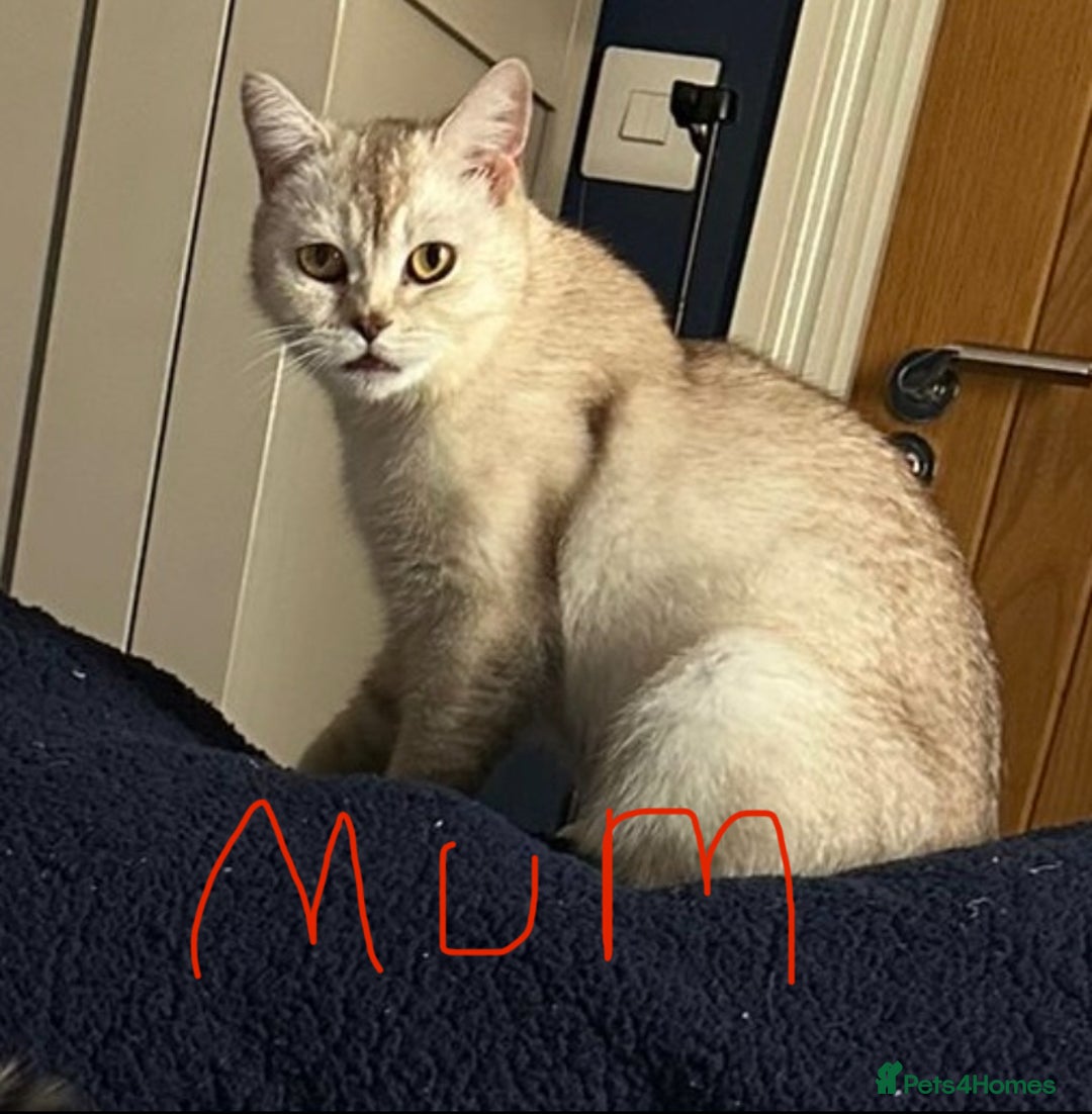 British Shorthair cats for sale: Uniquely- coloured Black & Grey Kitten - Image 10